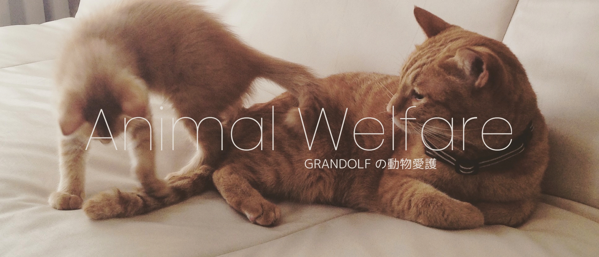 Animal Welfare